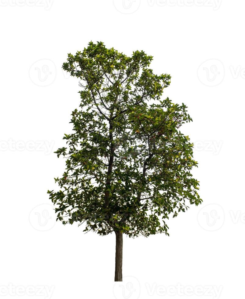Tree that are isolated on a white background are suitable for both printing and web pages photo