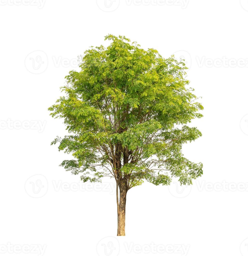 Tree that are isolated on a white background are suitable for both printing and web pages photo