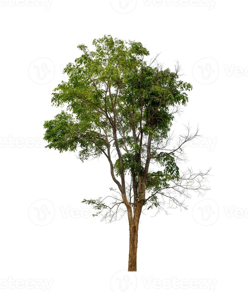 Tree that are isolated on a white background are suitable for both printing and web pages photo