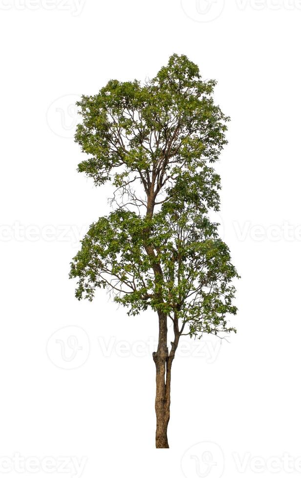 Tree that are isolated on a white background are suitable for both printing and web pages photo