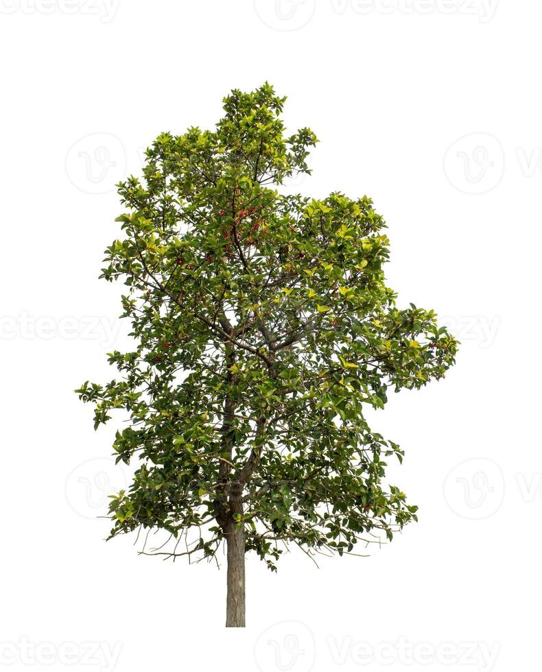 Tree that are isolated on a white background are suitable for both printing and web pages photo