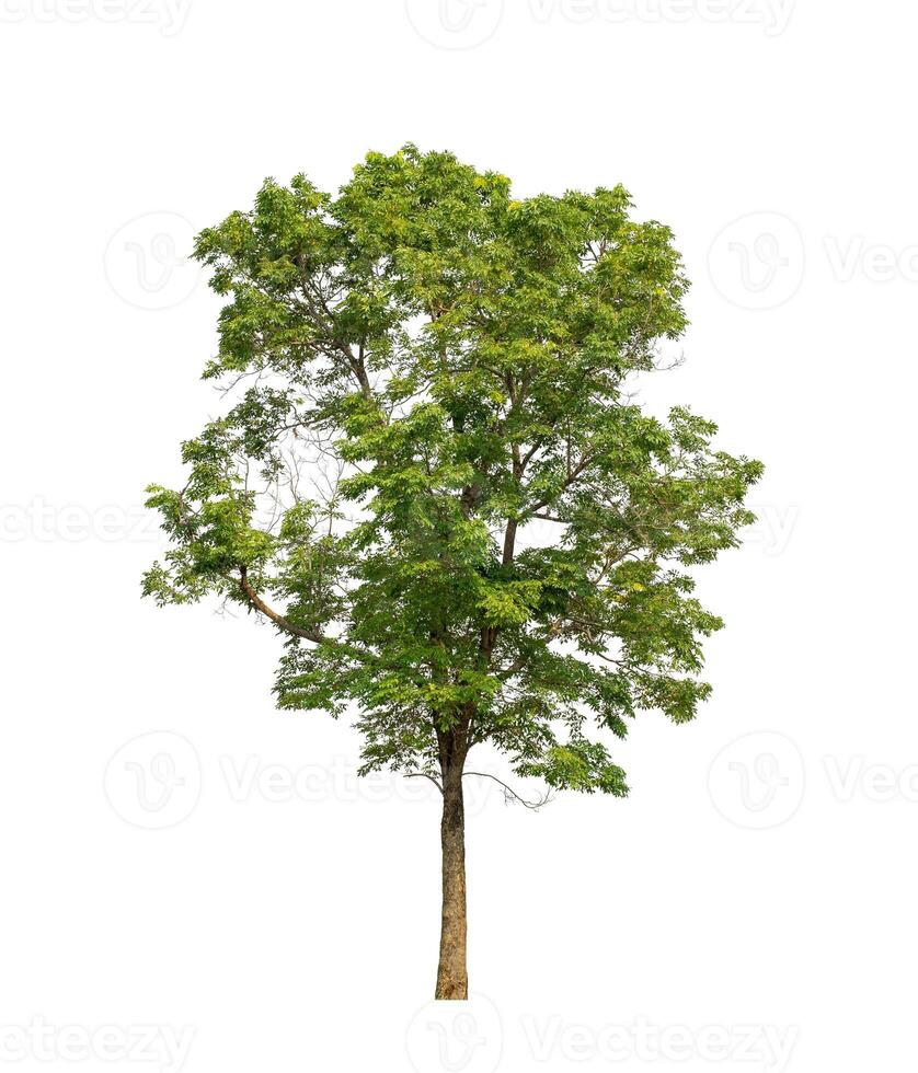 Tree that are isolated on a white background are suitable for both printing and web pages photo