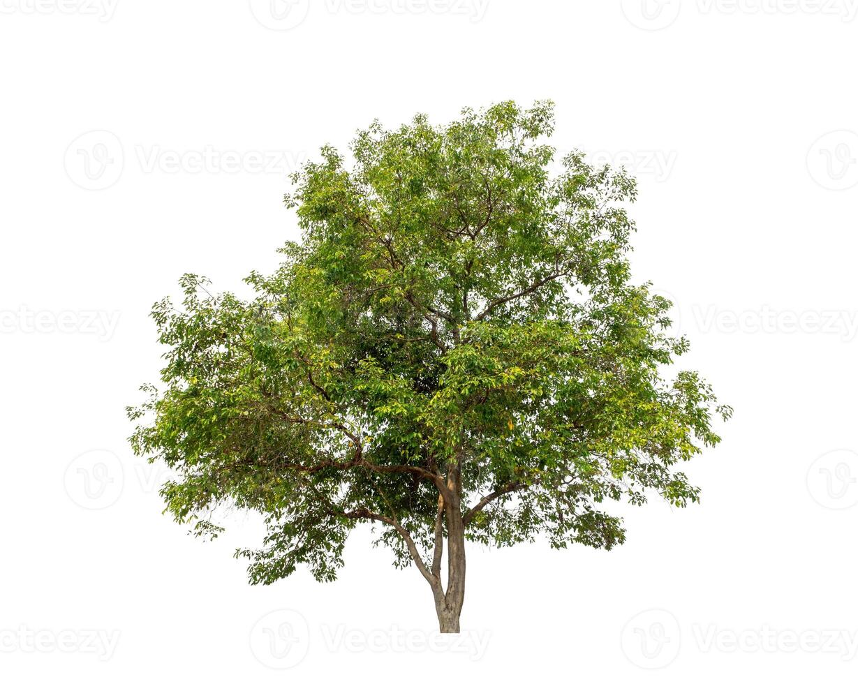 Tree that are isolated on a white background are suitable for both printing and web pages photo