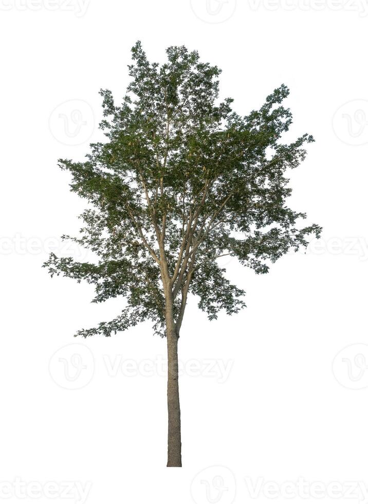 Tree that are isolated on a white background are suitable for both printing and web pages photo