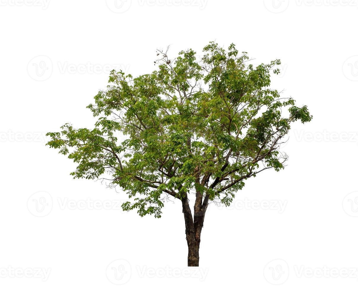 Tree that are isolated on a white background are suitable for both printing and web pages photo
