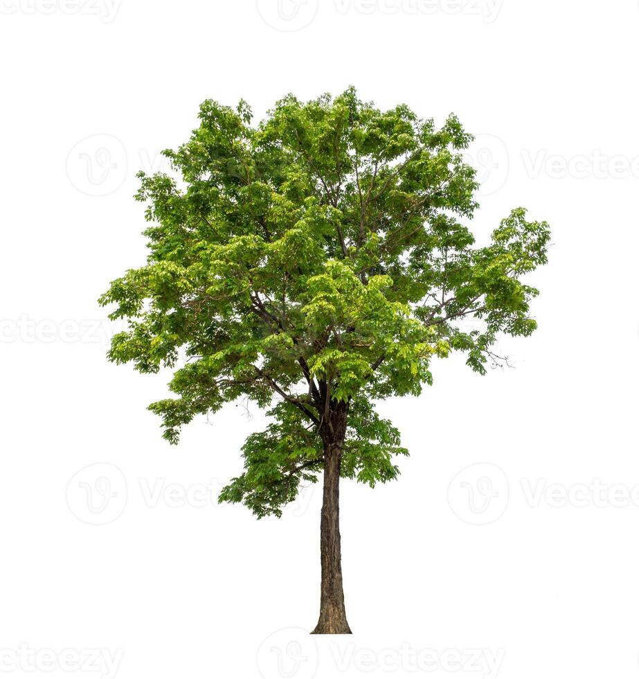 Tree that are isolated on a white background are suitable for both printing and web pages photo