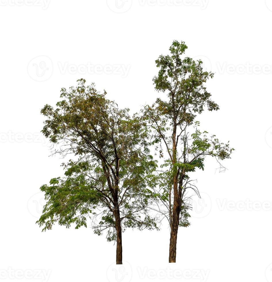 Tree that are isolated on a white background are suitable for both printing and web pages photo
