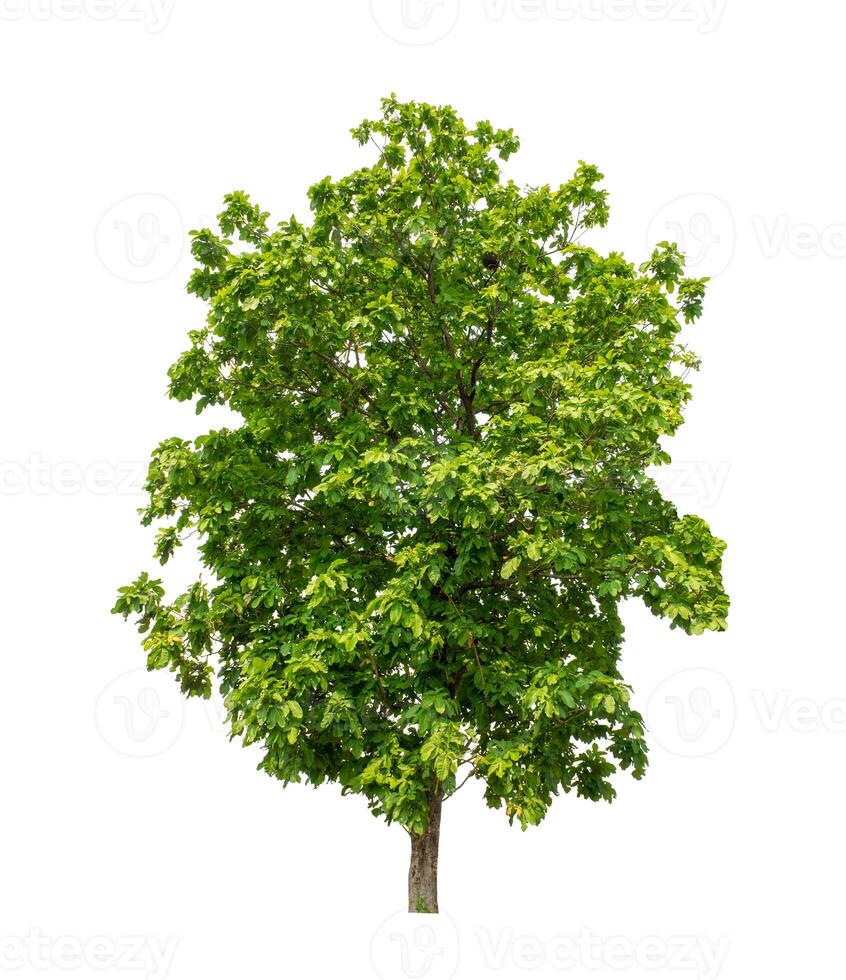 Tree that are isolated on a white background are suitable for both printing and web pages photo