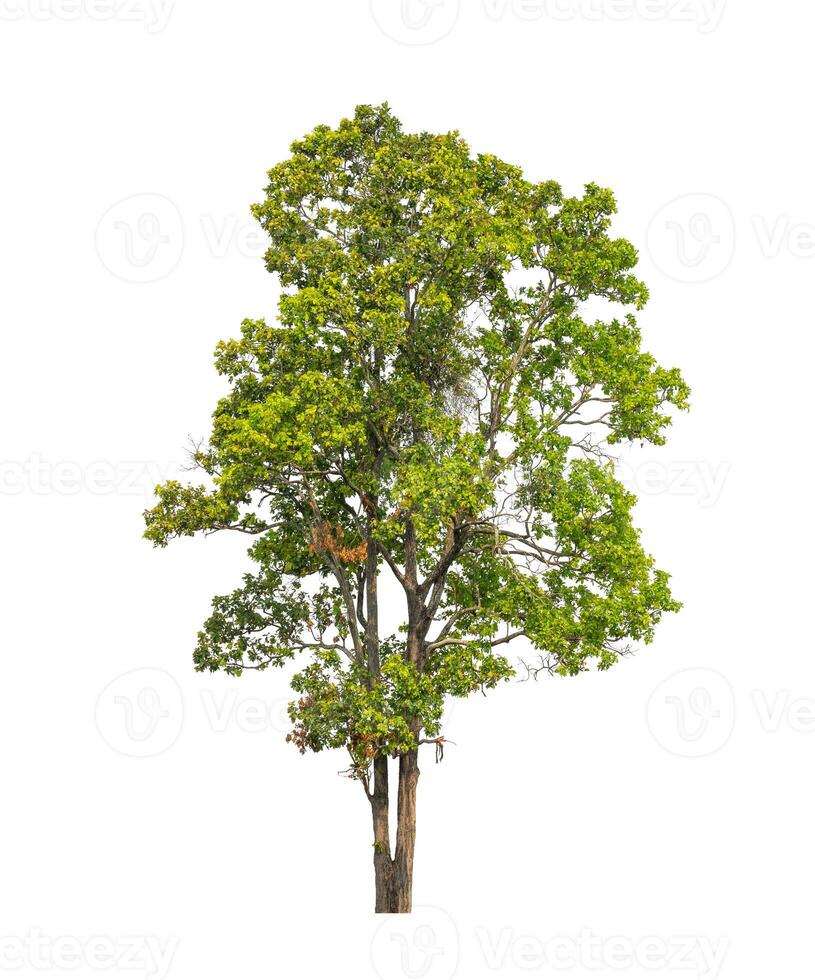 Tree that are isolated on a white background are suitable for both printing and web pages photo