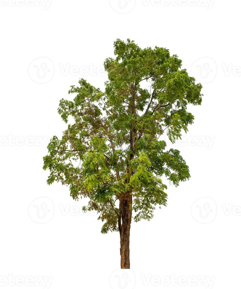 Tree that are isolated on a white background are suitable for both printing and web pages photo