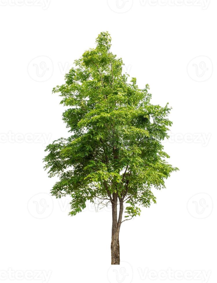 Tree that are isolated on a white background are suitable for both printing and web pages photo