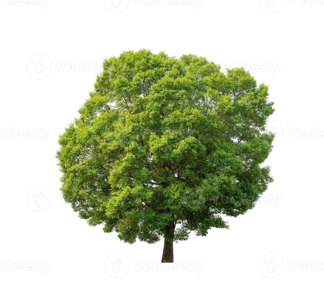 Tree that are isolated on a white background are suitable for both printing and web pages photo