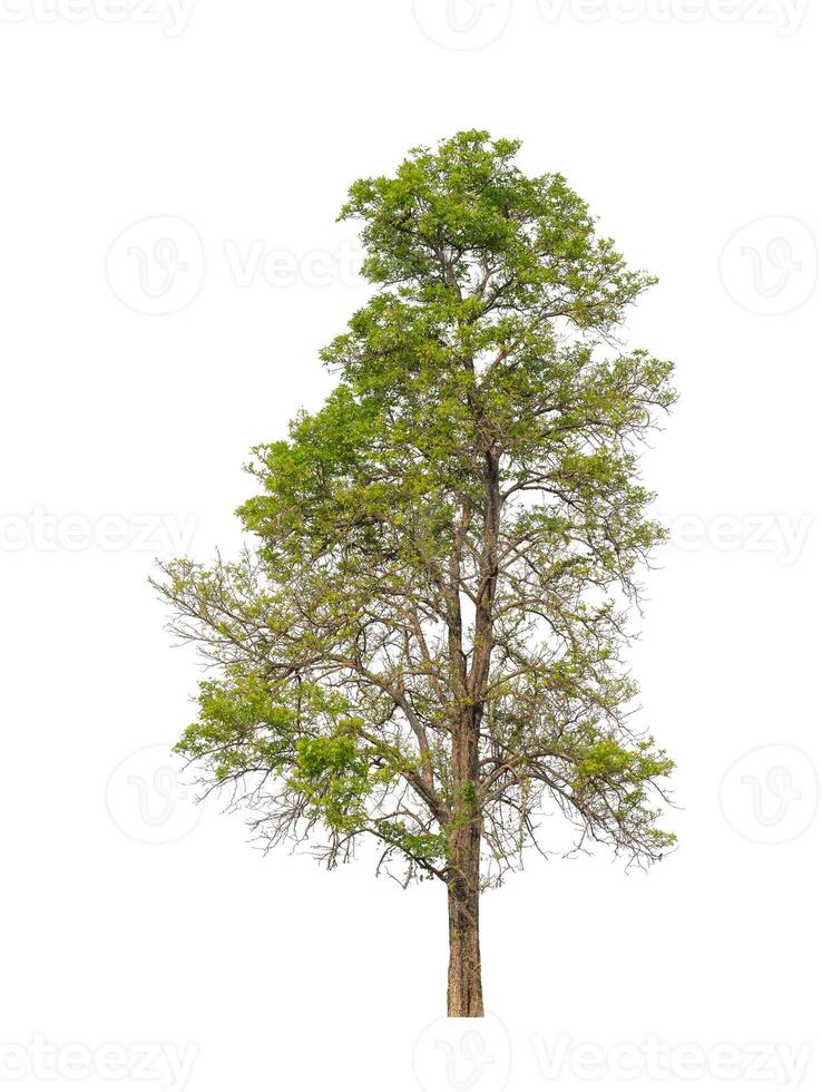 Tree that are isolated on a white background are suitable for both printing and web pages photo