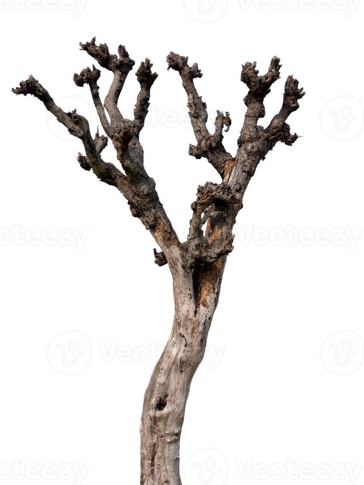 Dead tree isolated on white background photo