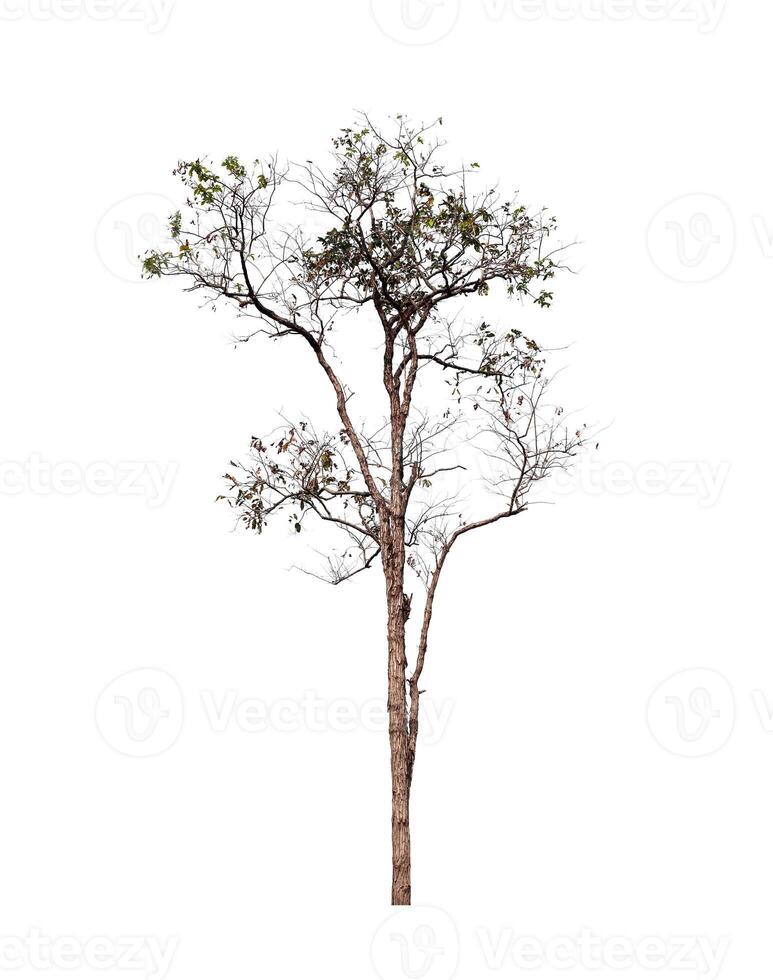 árbol sobre un fondo blanco foto