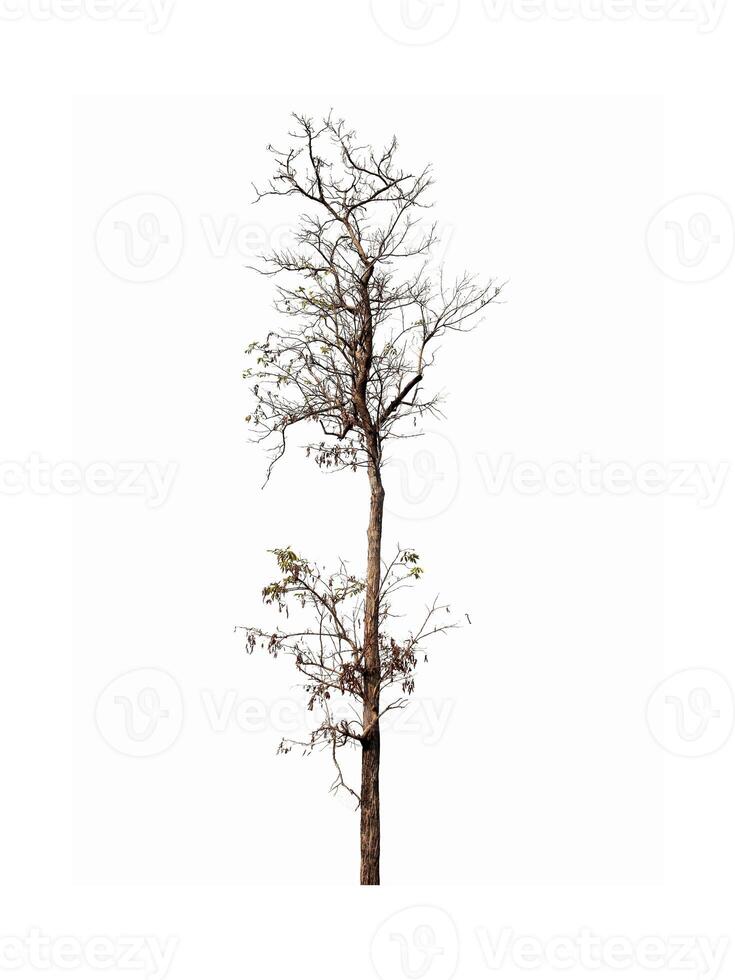 Dead tree isolated on white background photo