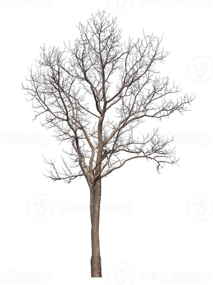 Dead tree isolated on white background photo