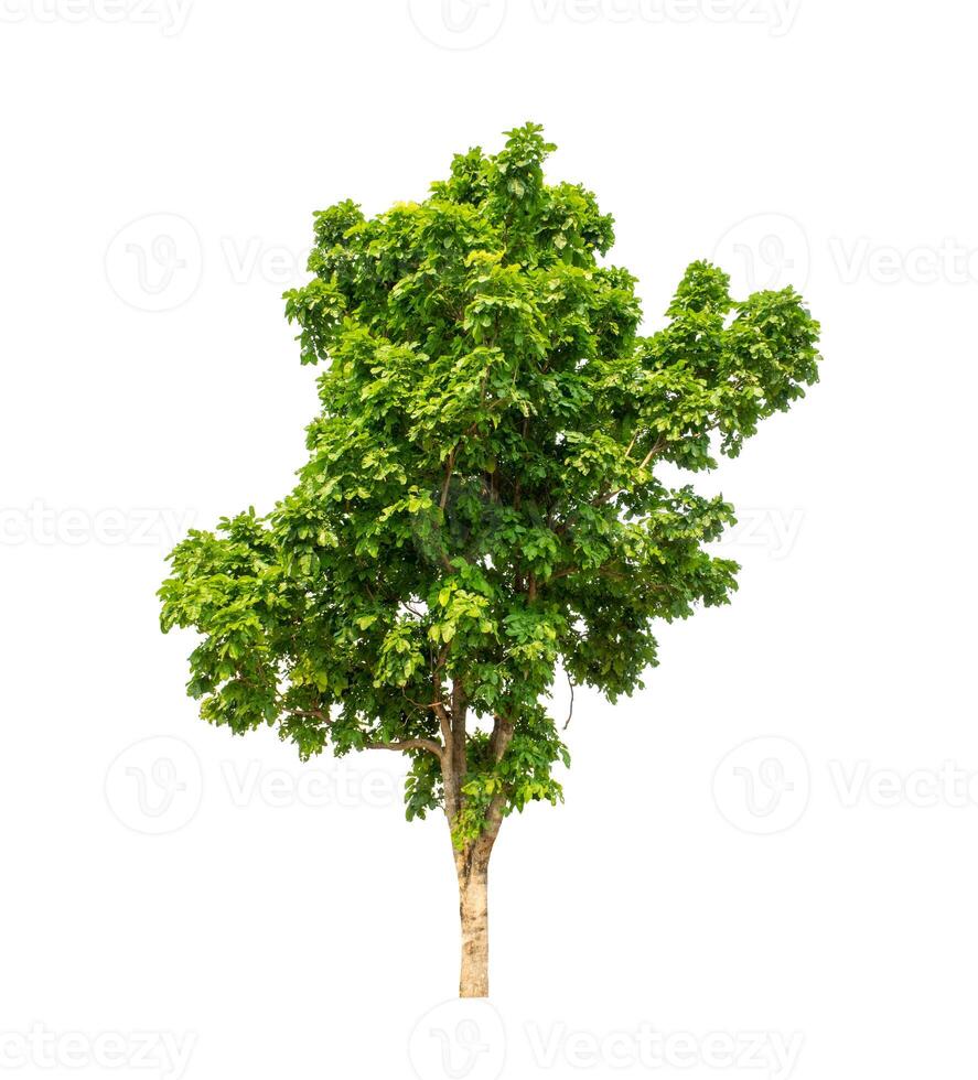 Tree that are isolated on a white background are suitable for both printing and web pages photo