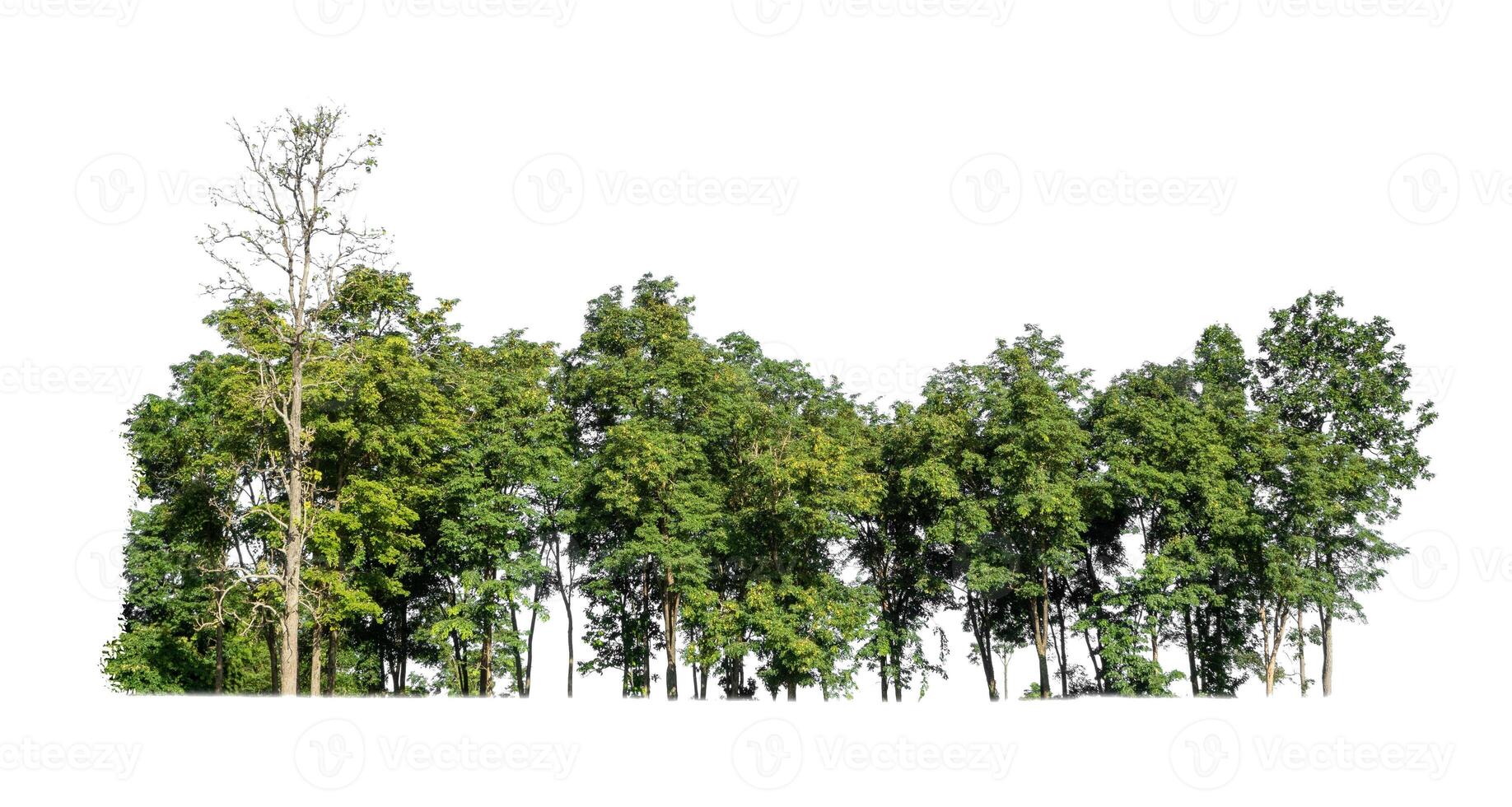 Green Trees isolated on white background. are Forest and foliage in summer for both printing and web pages photo