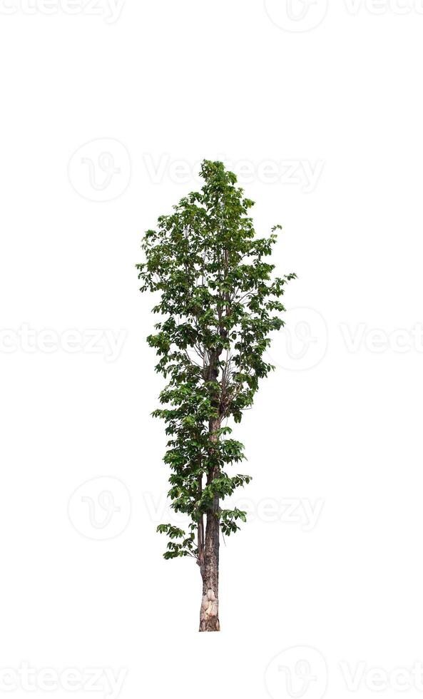 tree on a white background photo