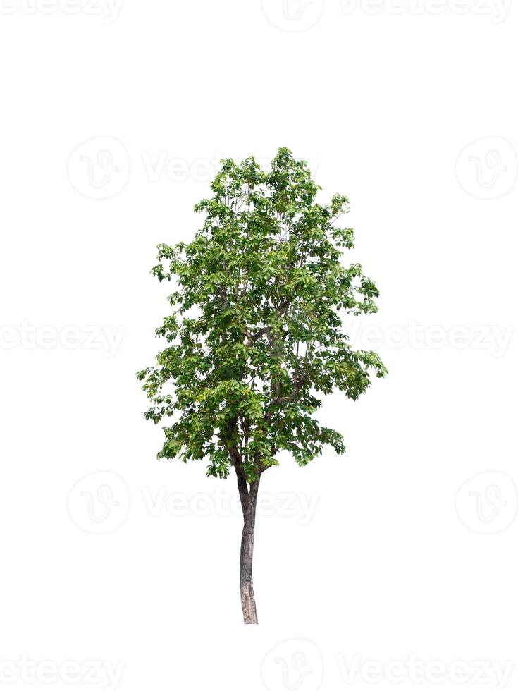 tree on a white background photo