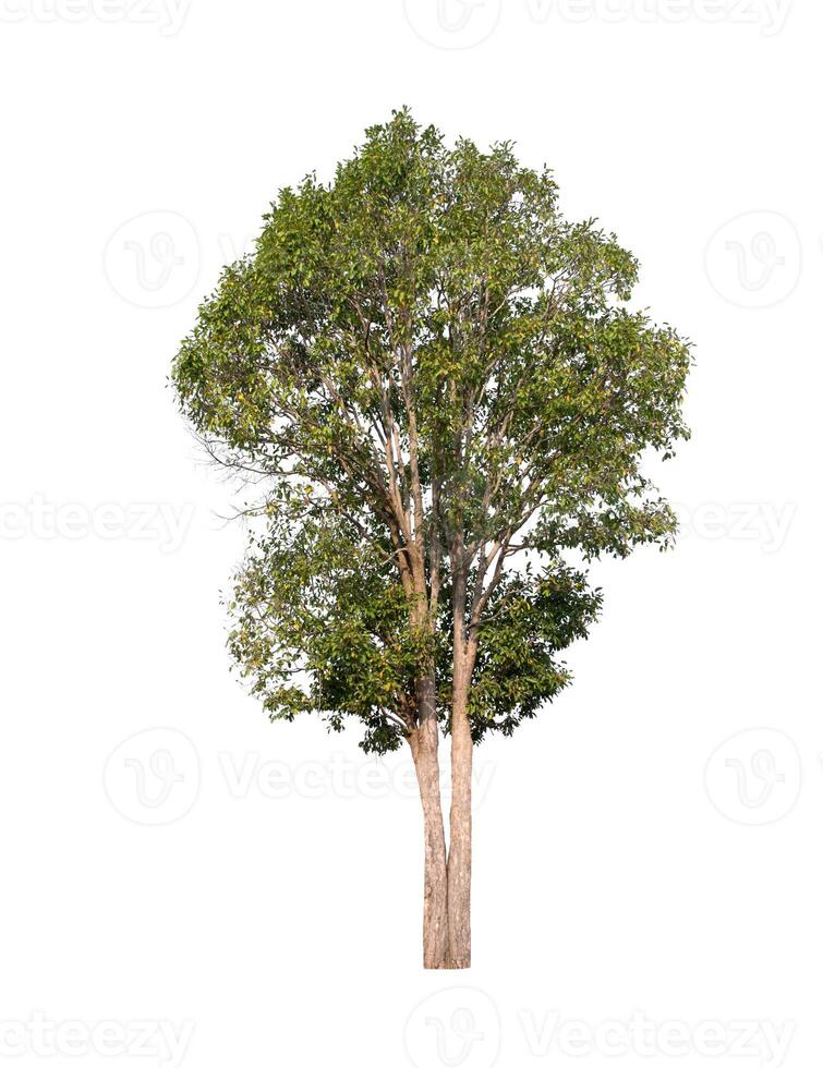 tree on a white background photo