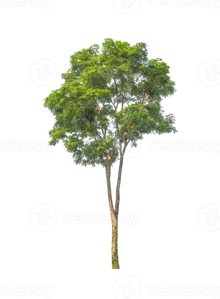 Trees that are isolated on a white background are suitable for both printing and web pages photo