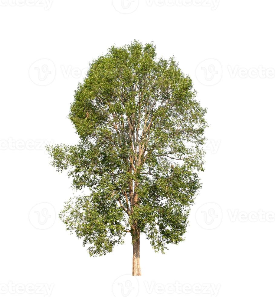 tree on a white background photo