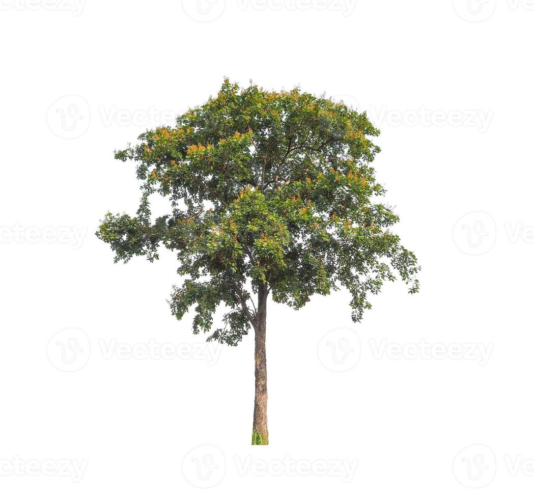 Trees that are isolated on a white background are suitable for both printing and web pages photo