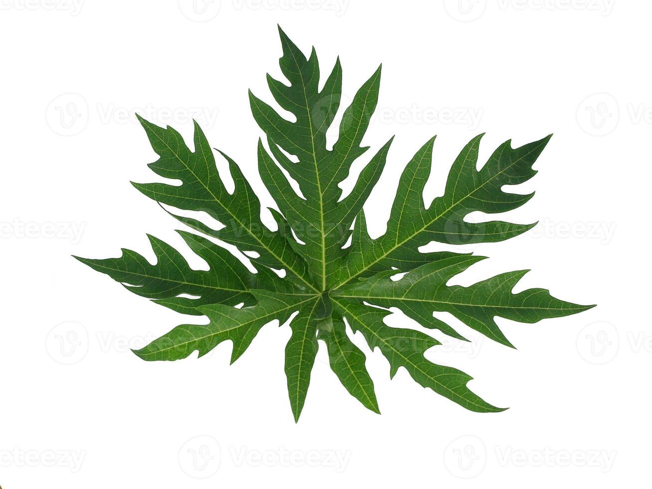 Leaf Collection on White Backdrop photo