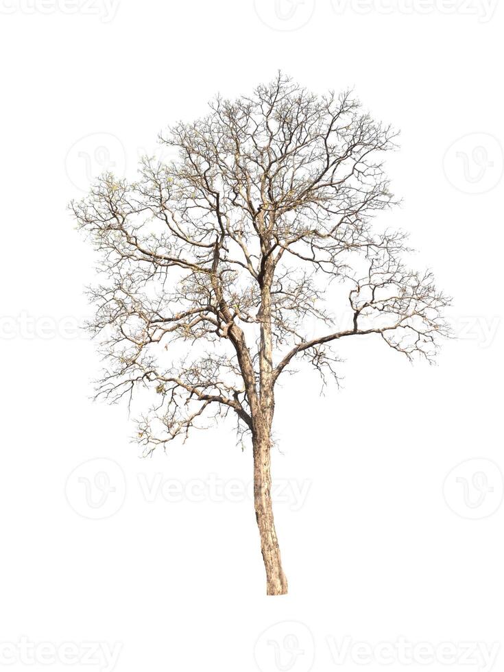 Dead tree isolated on white background photo