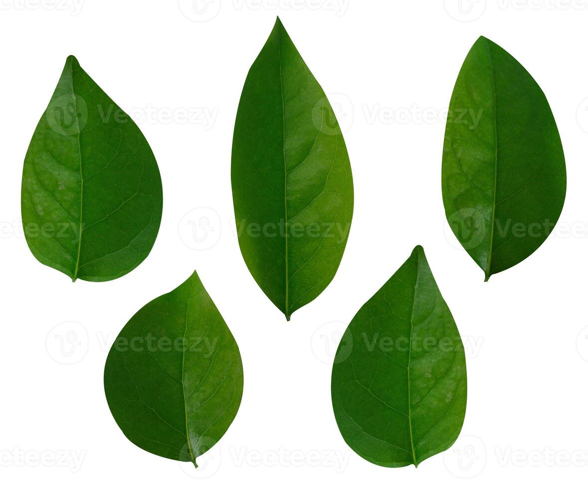 Leaf Collection on White Backdrop photo