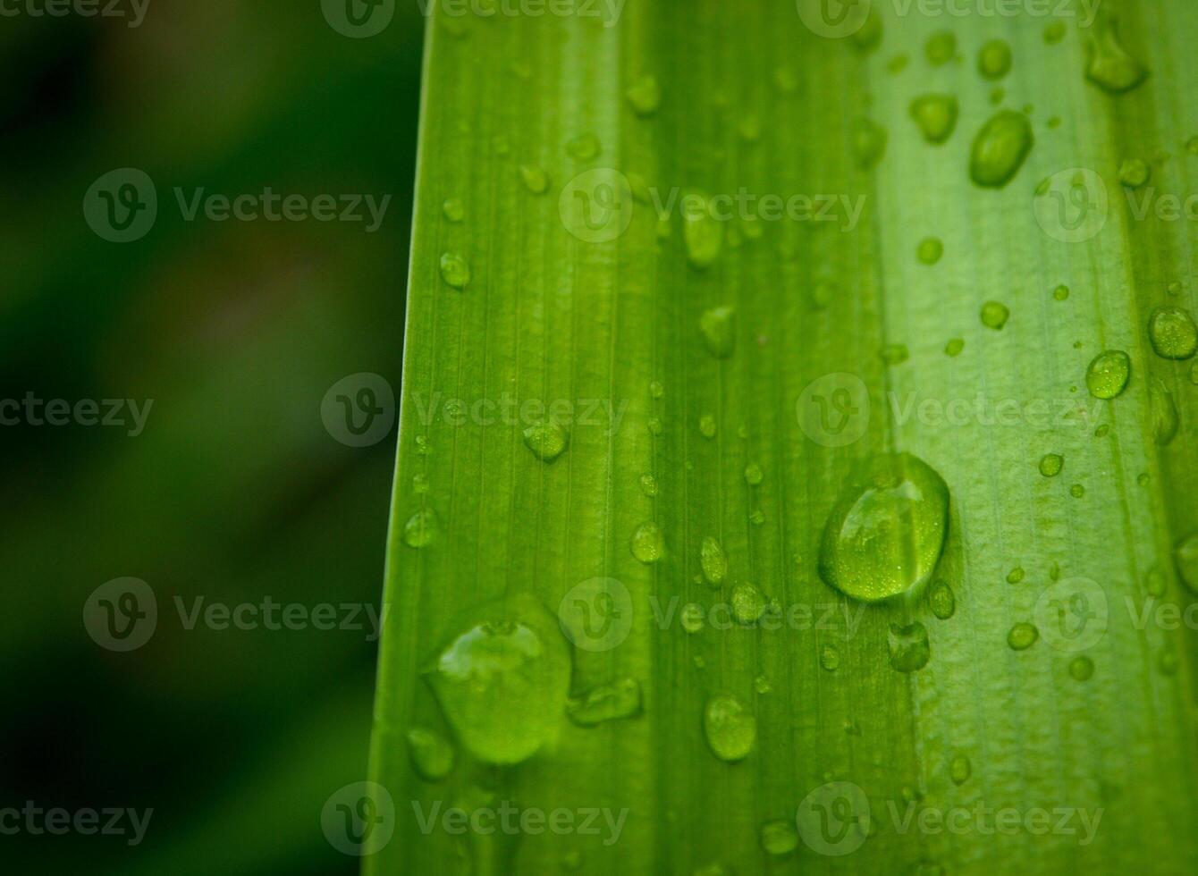 hoja verde con gotas de agua de cerca foto