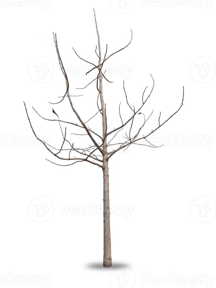 Dead tree isolated on white background photo