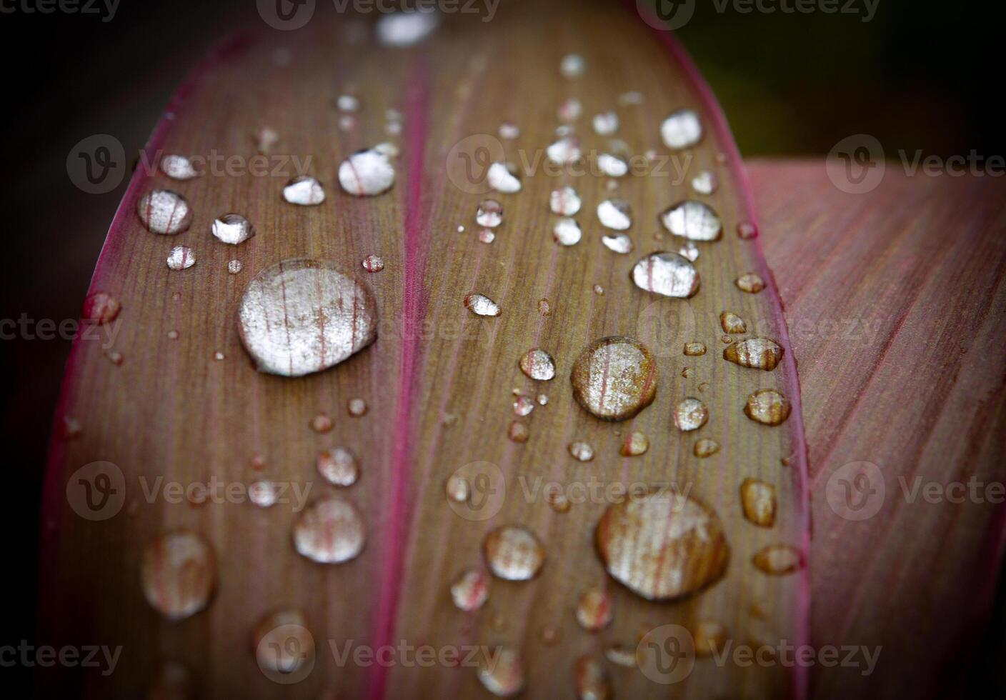 hoja con agua gotas cerca arriba foto