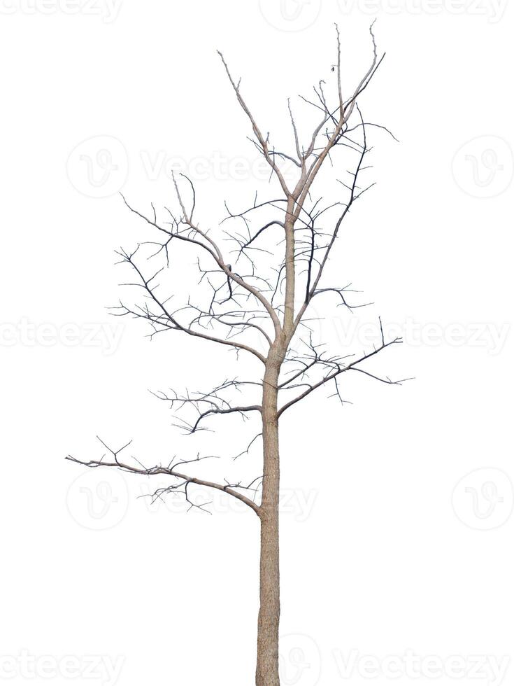 Dead tree isolated on white background photo