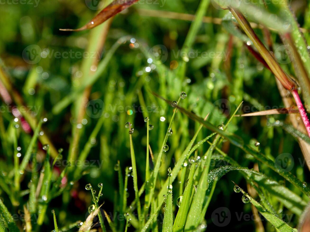 closeup of raindrops on leaves photo