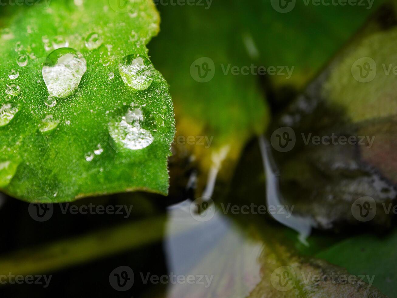 hoja verde con gotas de agua de cerca foto