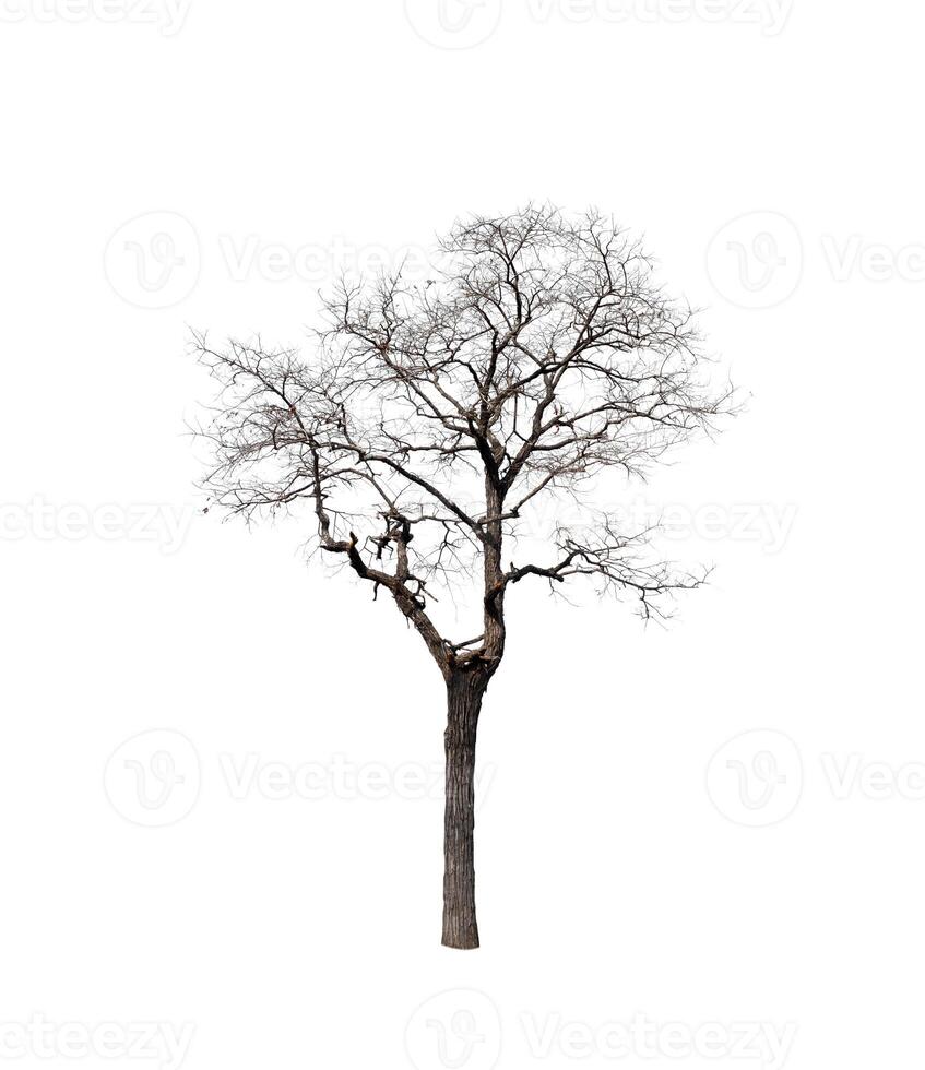 Dead tree isolated on white background photo