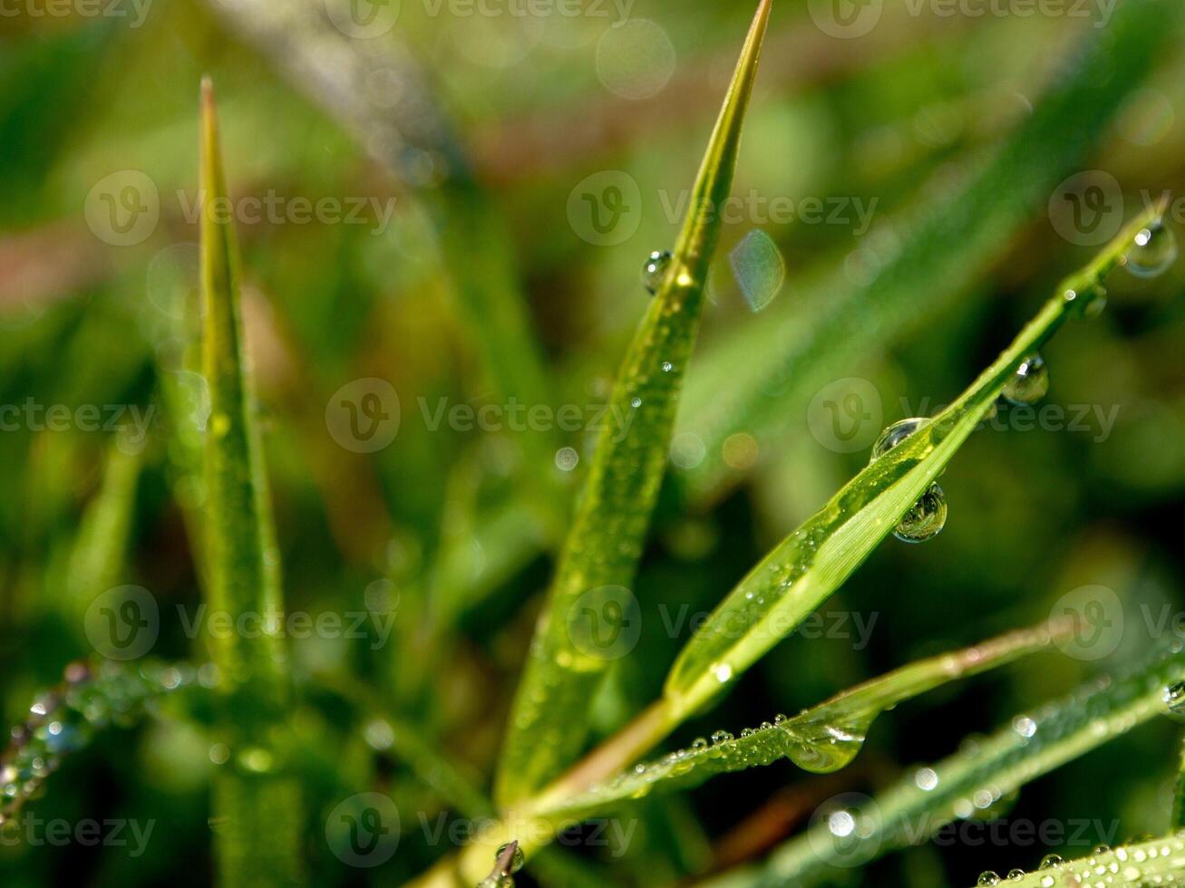 closeup of raindrops on leaves photo