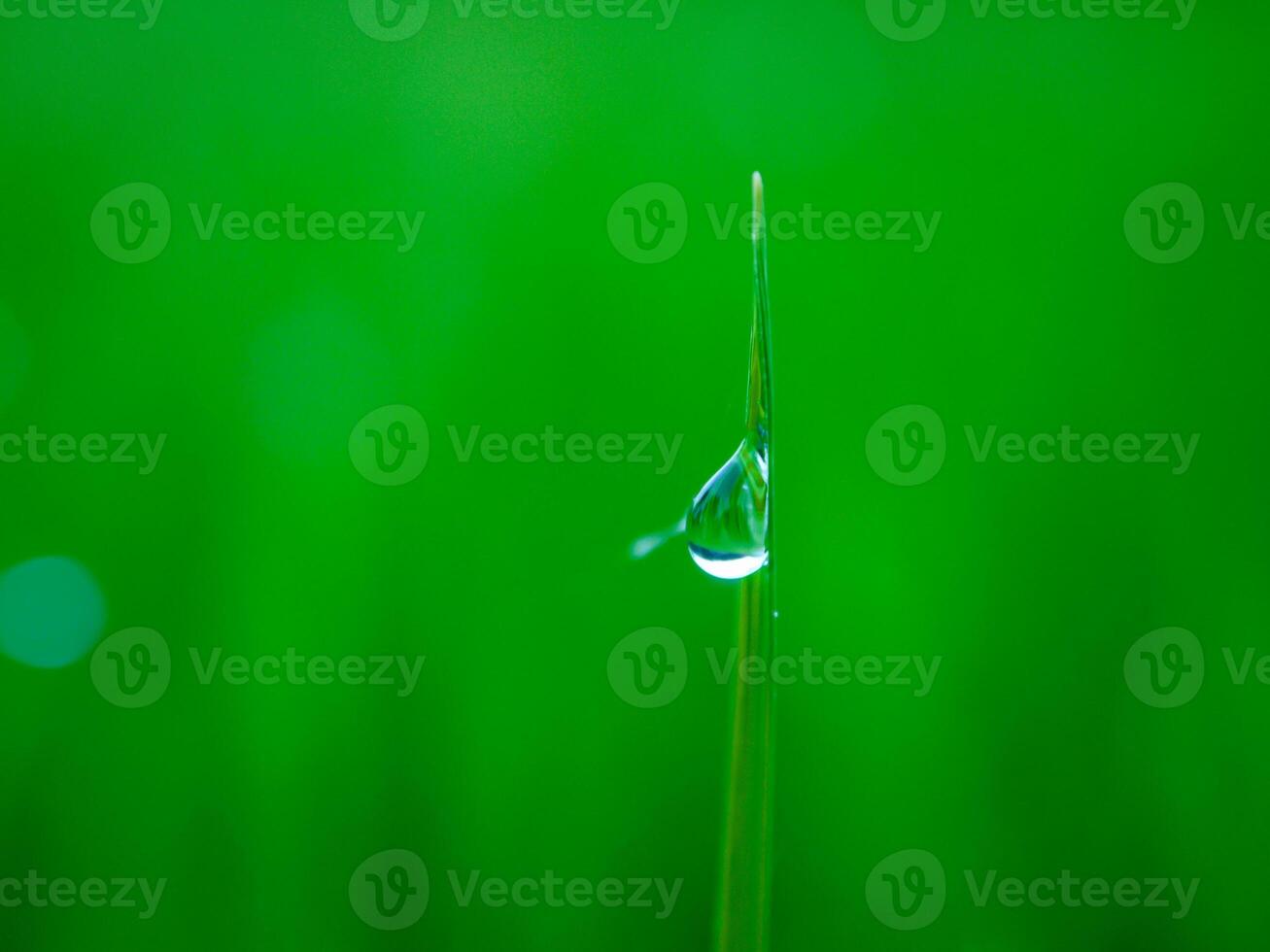 closeup of raindrops on leaves photo