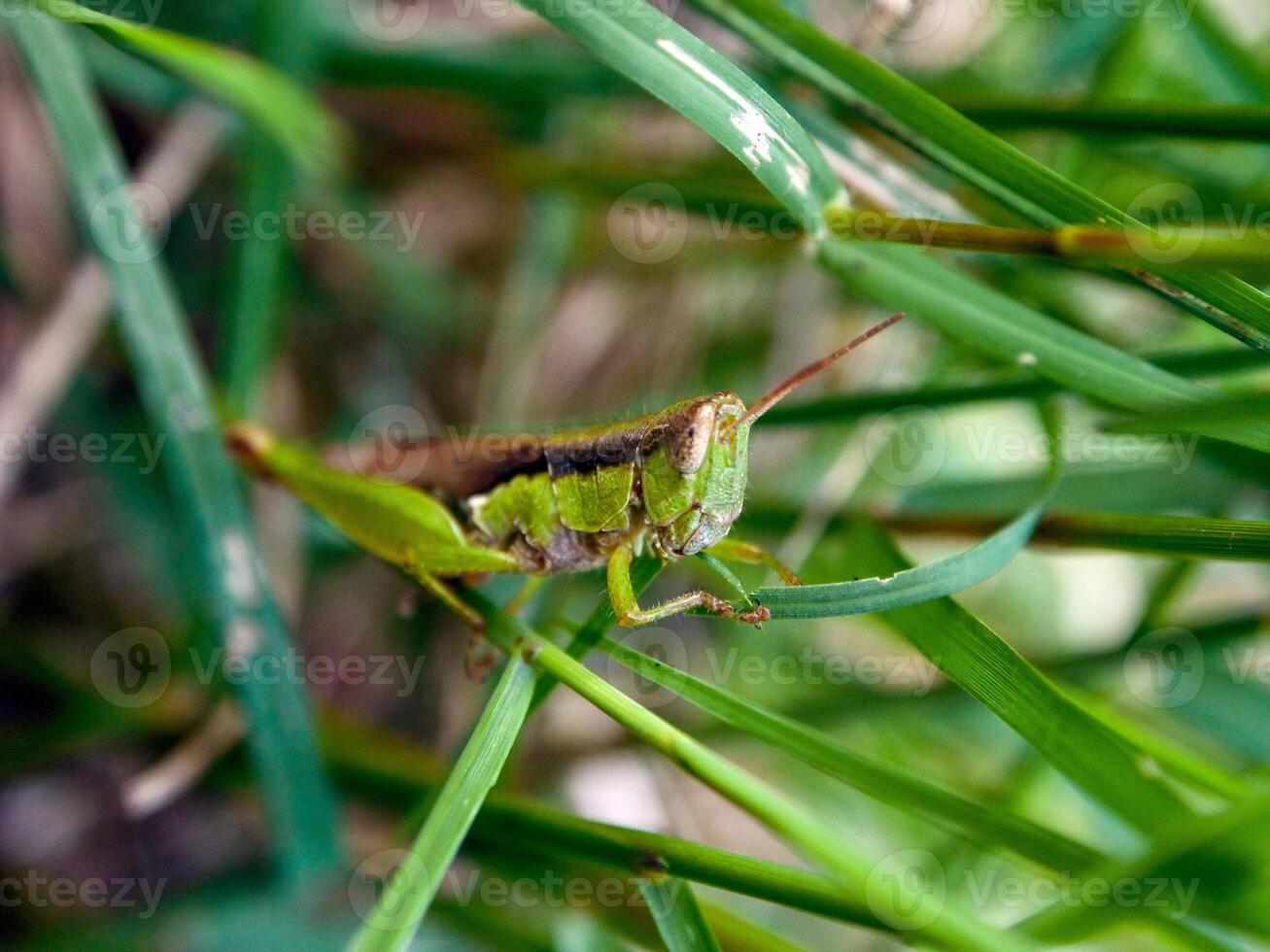 verde saltamontes en el joven hojas de el planta, Rocío en verde césped naturaleza antecedentes. foto