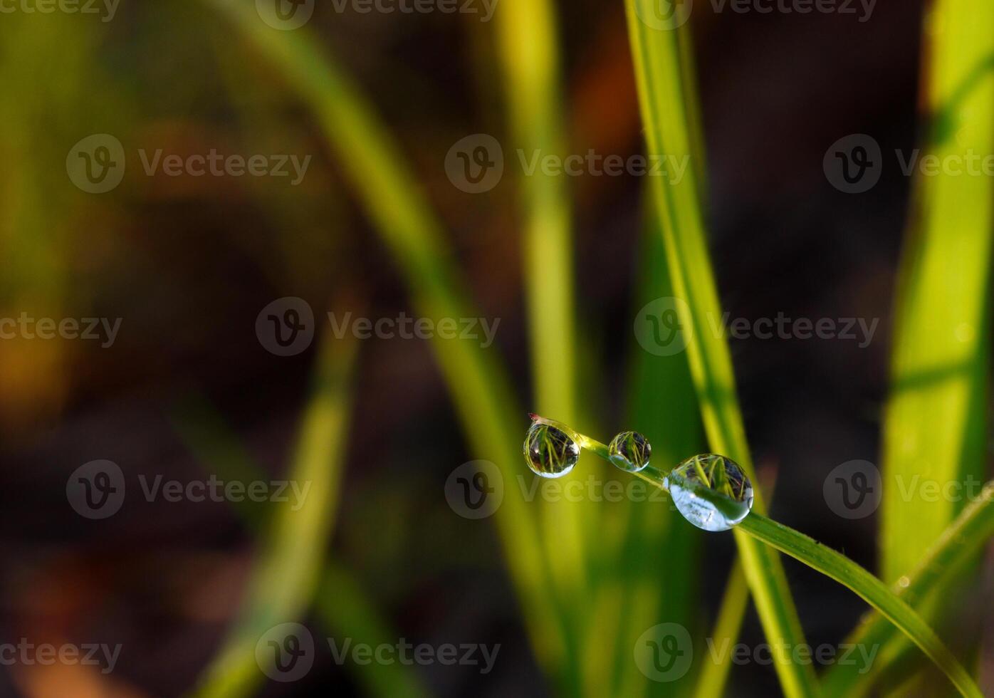 closeup of raindrops on leaves photo