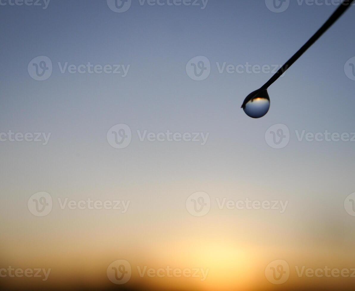 closeup of raindrops on leaves photo