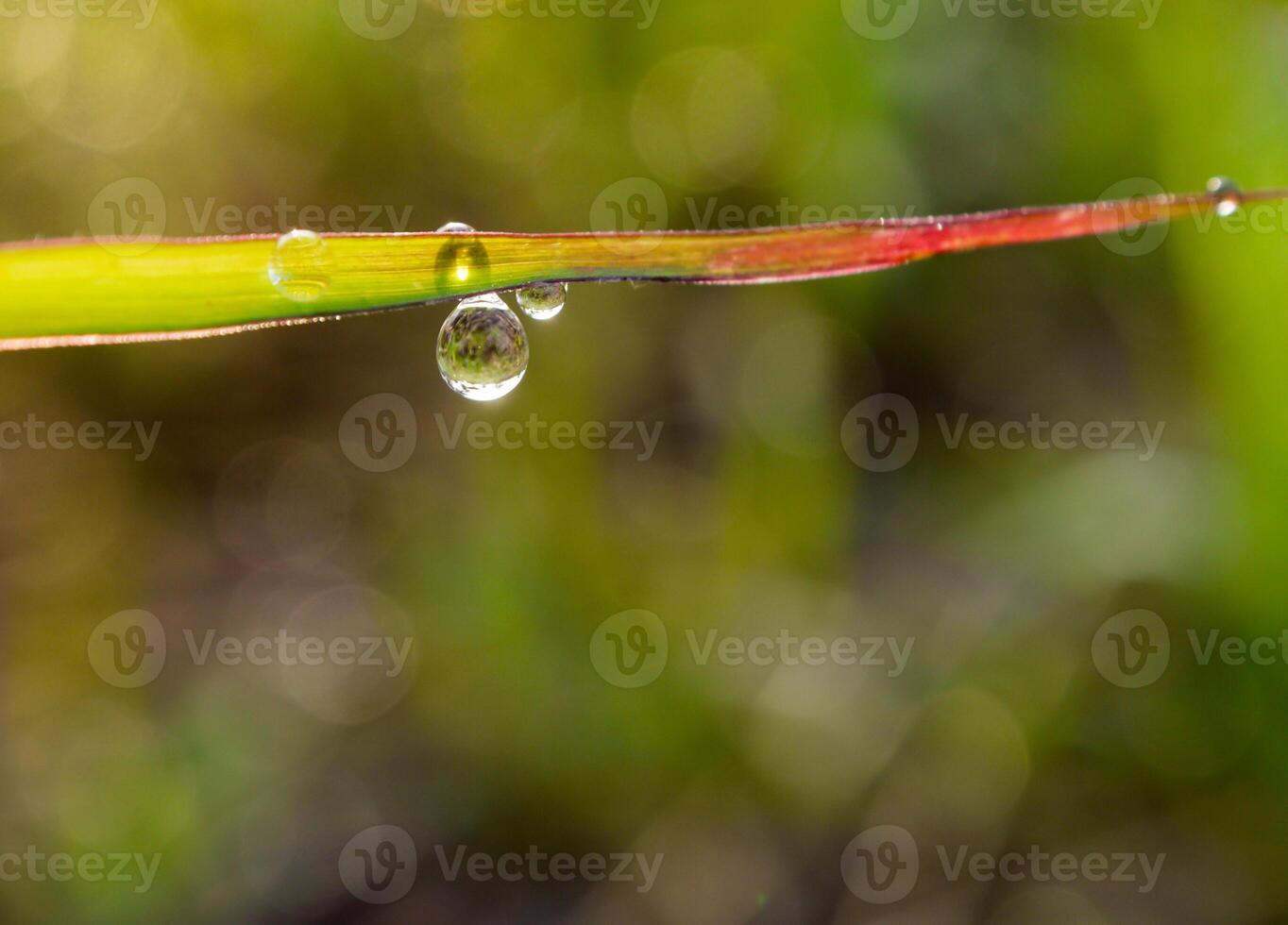 de cerca de gotas de lluvia en hojas foto