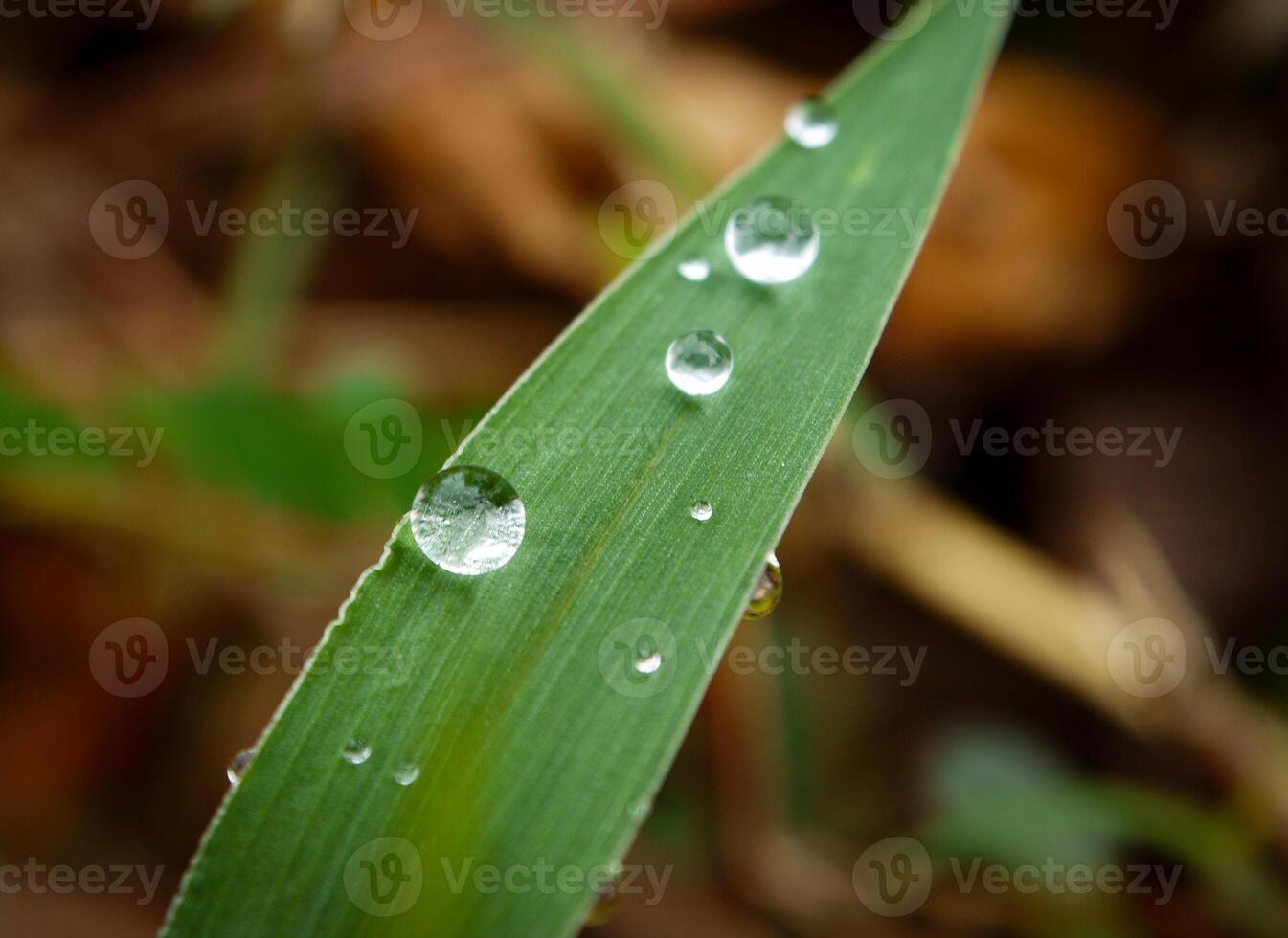 de cerca de gotas de lluvia en hojas foto