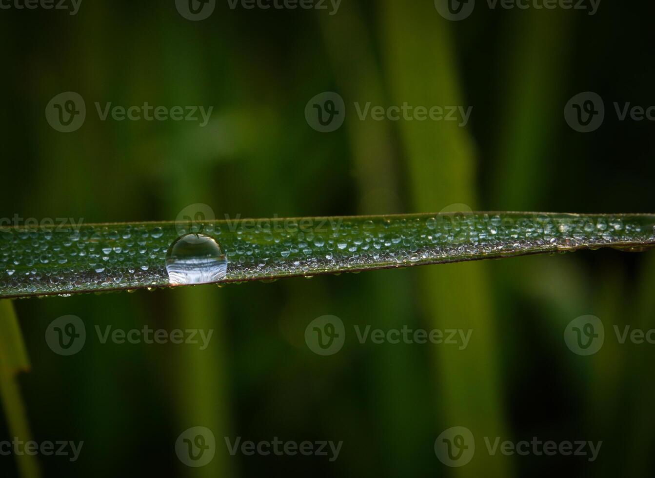 closeup of raindrops on leaves photo
