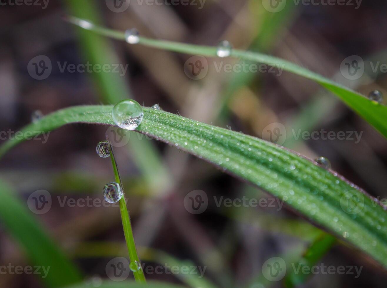 closeup of raindrops on leaves photo