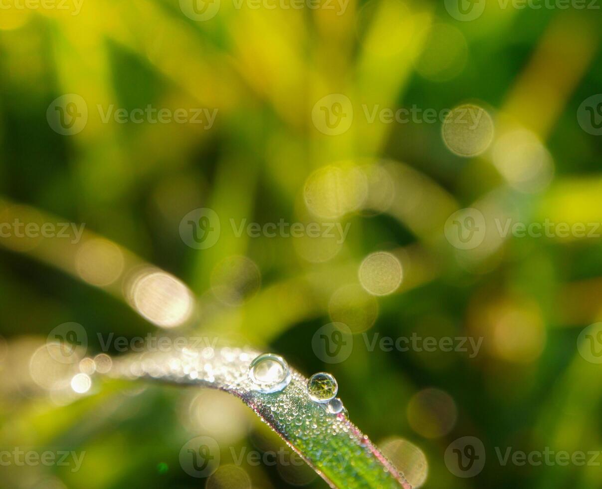 closeup of raindrops on leaves photo