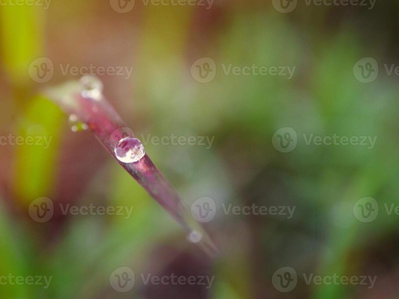 de cerca de gotas de lluvia en hojas foto